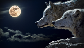 Werewolf Love Stories on Dreame