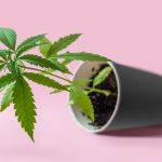 Tips for getting the best cannabis yield