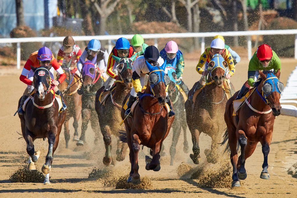 Horse Racing: Photo by Mathew Schwartz on Unsplash