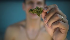 The young person are holding medical marijuana buds in his hand. Cannabis is a concept of herbal medicine. Marijuana is medicine - ed