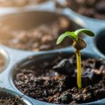 gardening - horticulture - landscapingimage1-4 - Cannabis Seeds